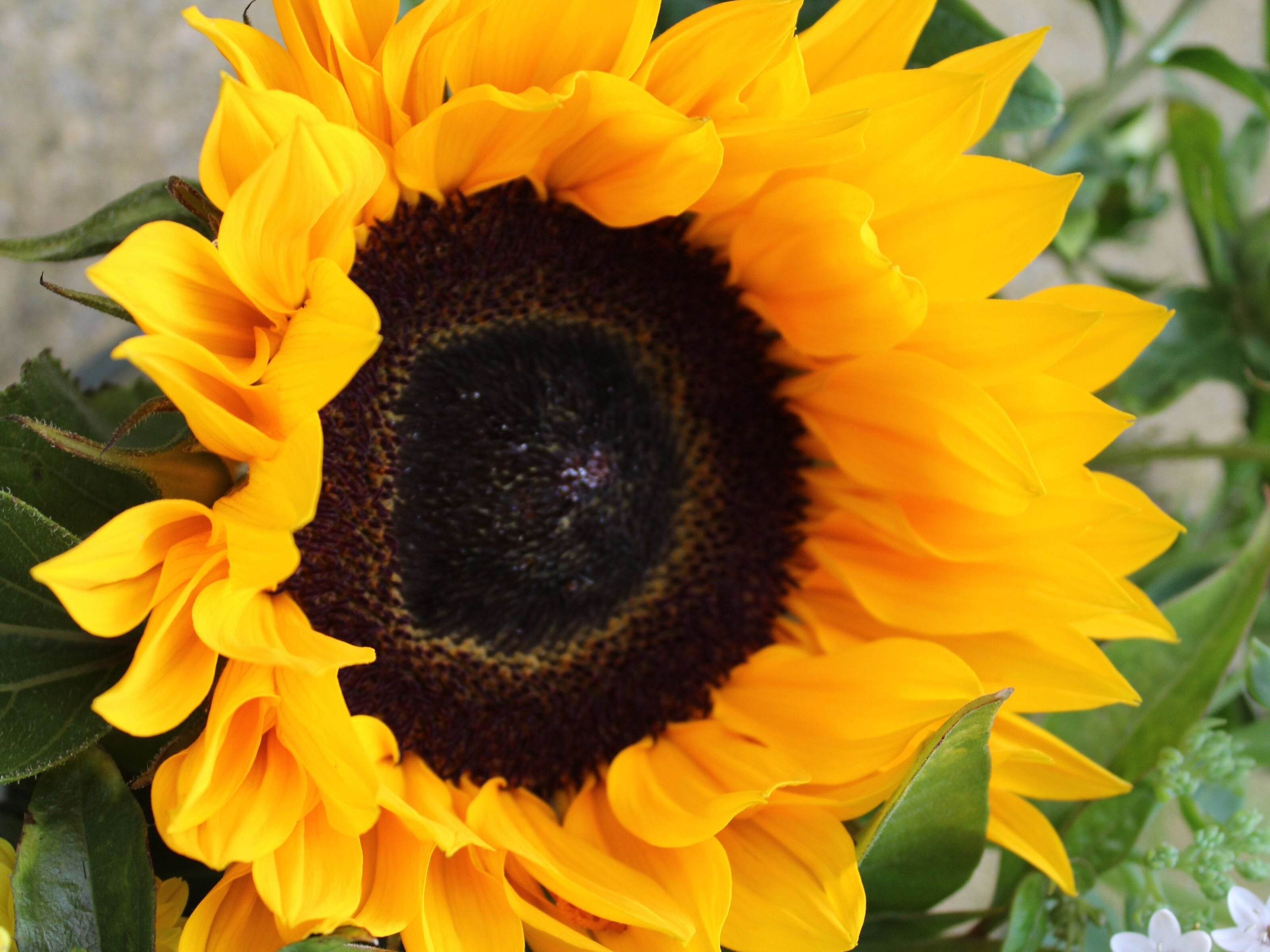 Zonnebloem