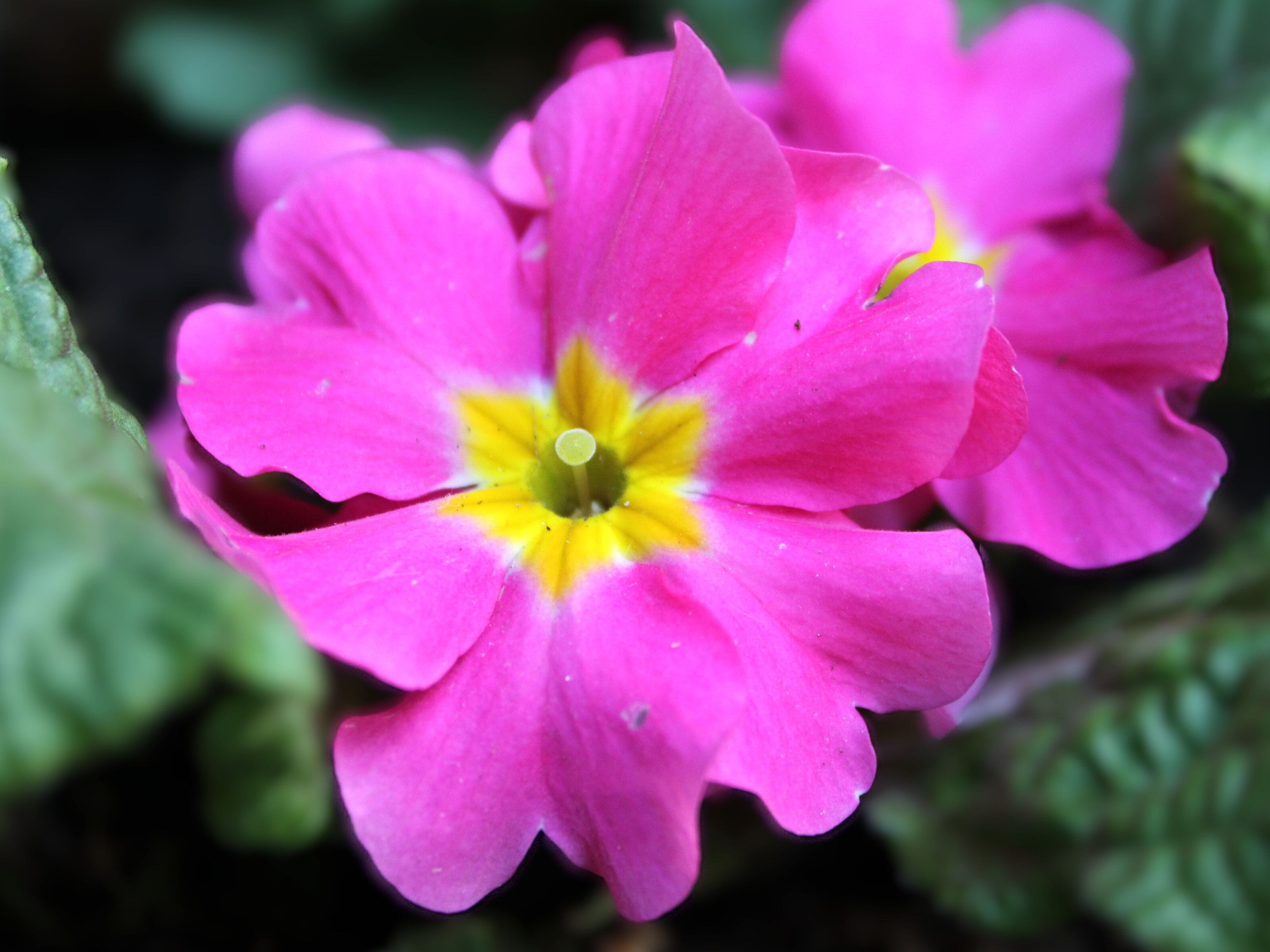 Macro-opname van een sleutelbloem (Primula vulgaris).