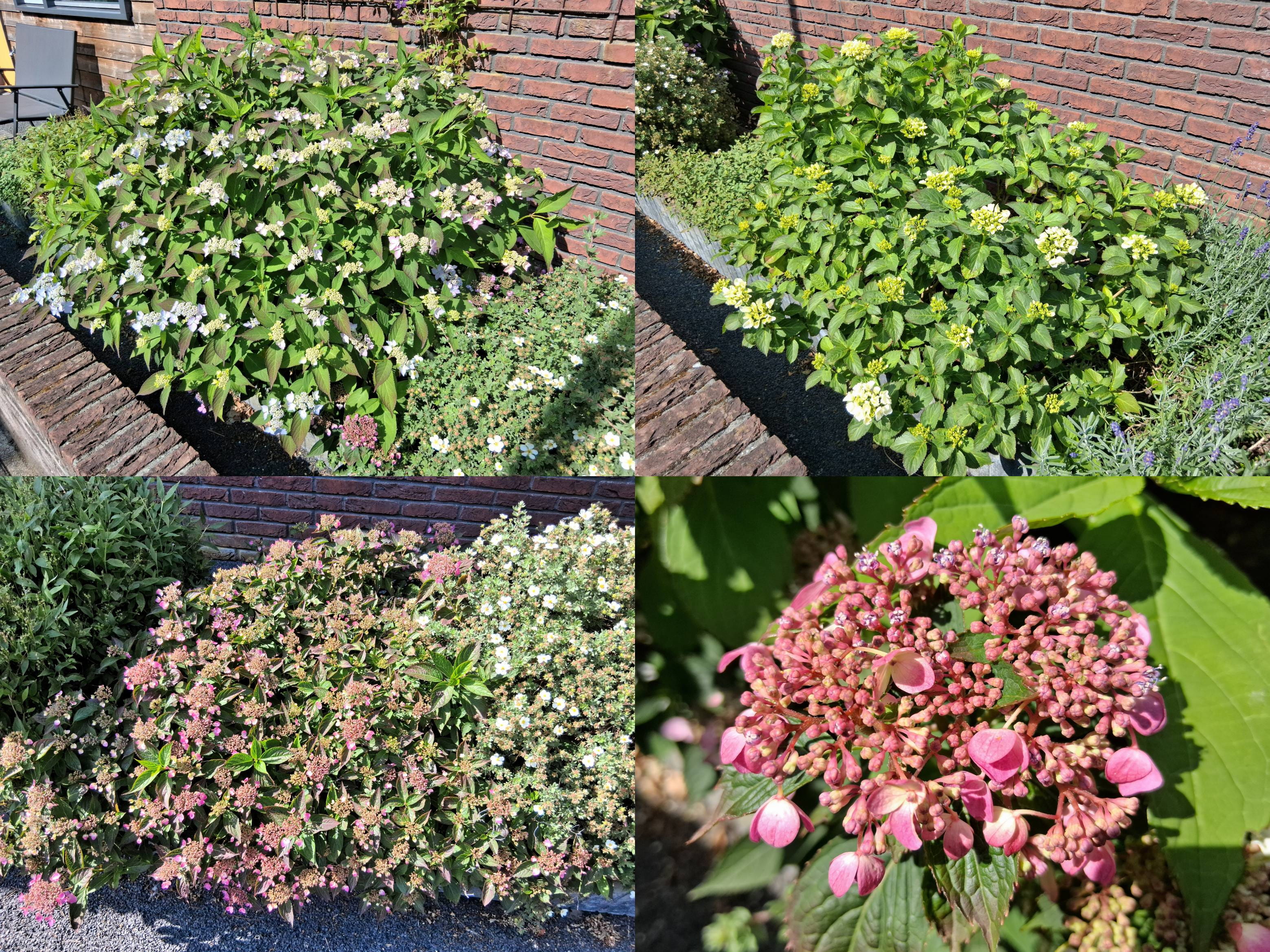 Collage met foto's van hortensia's