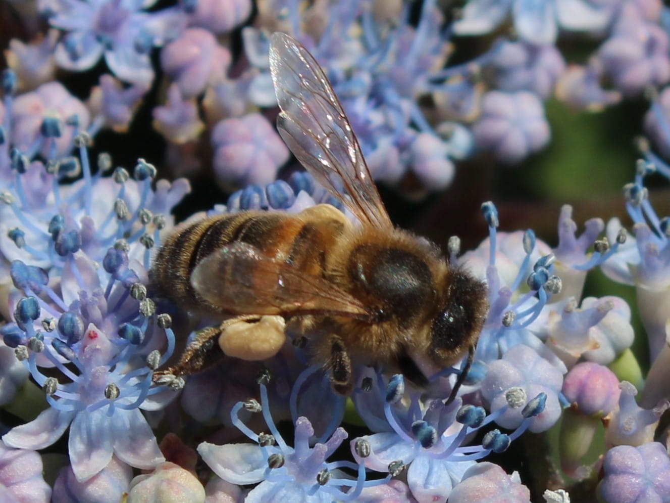 Honingbij op bloem van hortensia