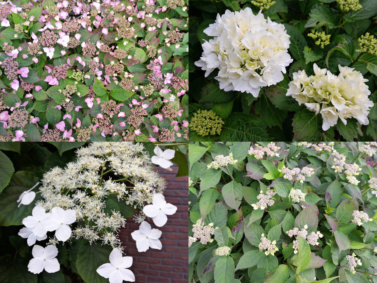 Diverse hortensia's