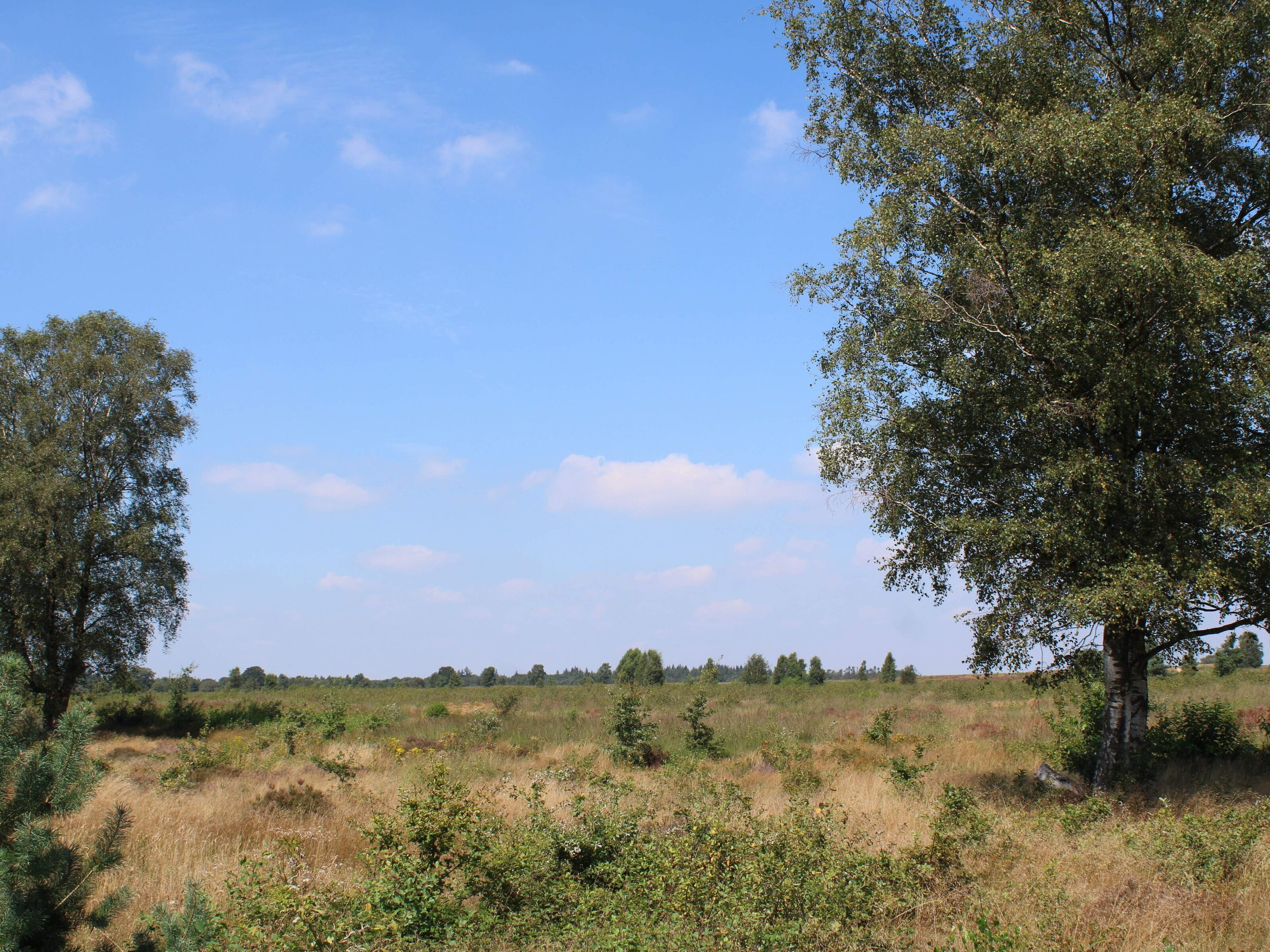 Edese heide zonder enige heideplant